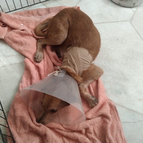 sad dog in a cone