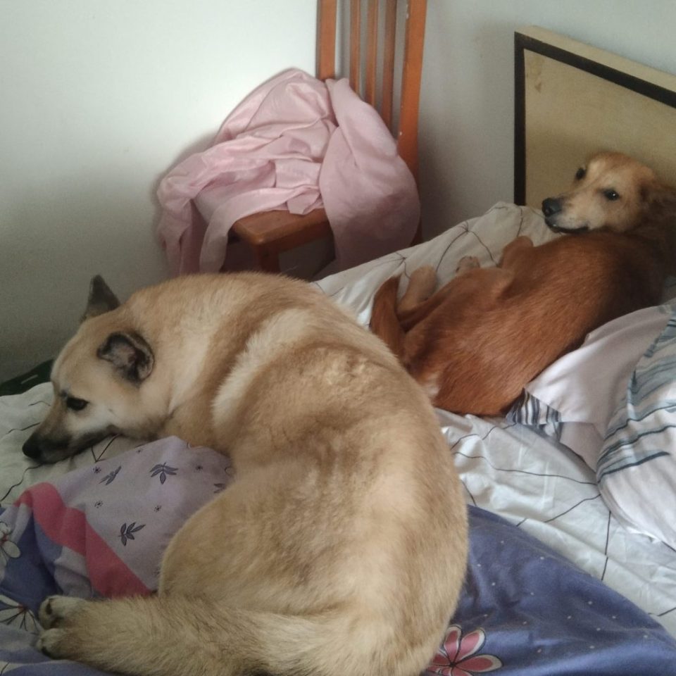 two dogs in bed