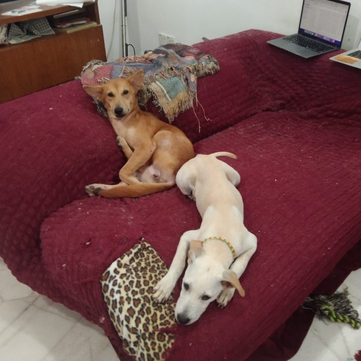 two dogs on a couch