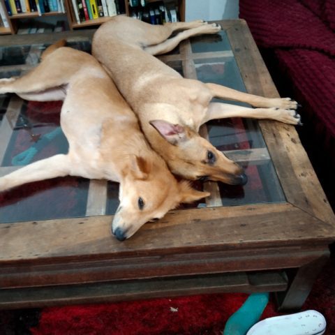 Two dogs sleeping on a coffee table