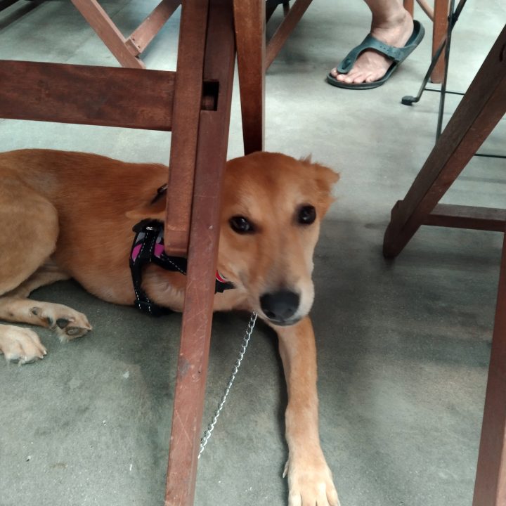 dog under a chair