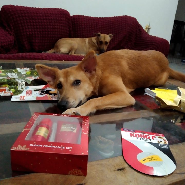 Dog on coffee table with gifts