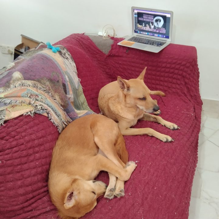 two dogs sleeping in front of computer