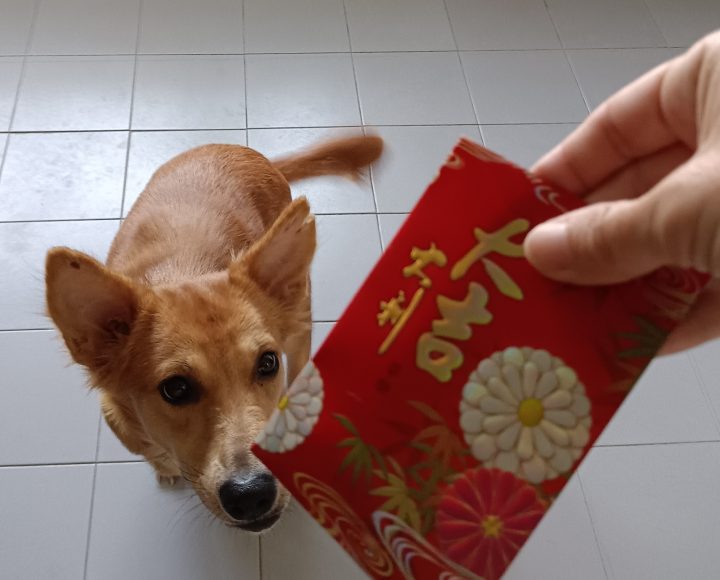Dog getting red packet