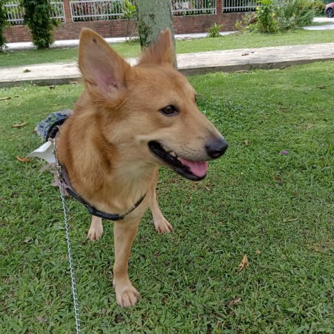 Little Ria the Survivor – The story of Ria\'s traumatic beginnings and