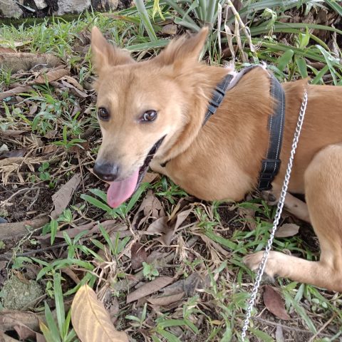 Little Ria the Survivor – The story of Ria\'s traumatic beginnings and