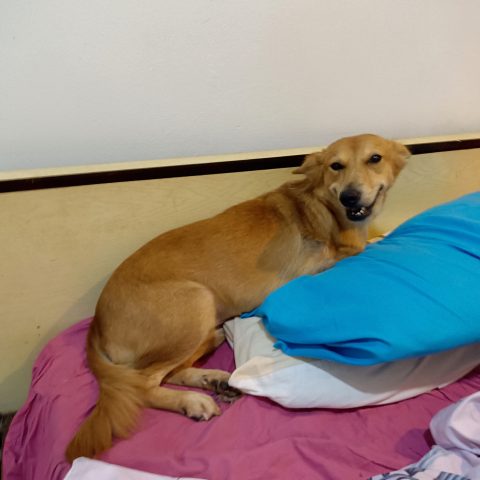 Little Ria the Survivor – The story of Ria\'s traumatic beginnings and