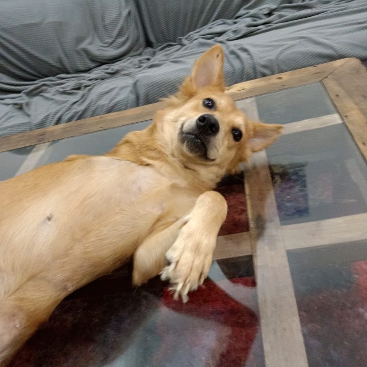 Happy dog on coffee table and in bed