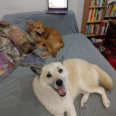 two dogs on a couch