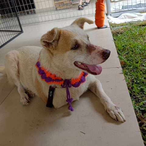 Little Ria the Survivor – The story of Ria\'s traumatic beginnings and